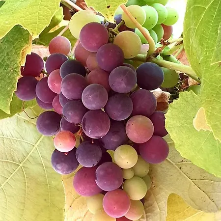 Sondela Self Catering Domek alpejski *