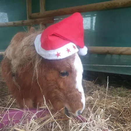 Sondela Self Catering Domek alpejski *