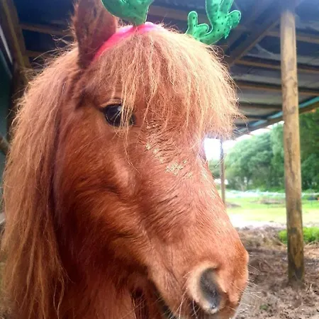 Sondela Self Catering Domek alpejski