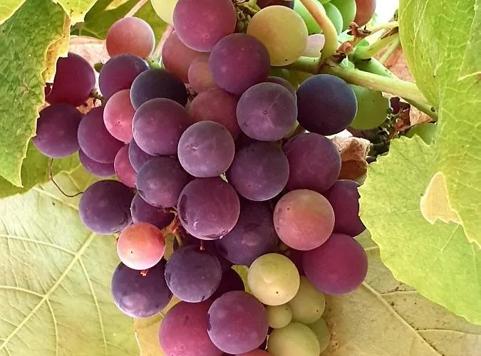 Sondela Self Catering Alpehytte *