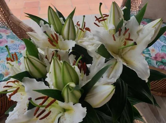 Alpehytte Sondela Self Catering *