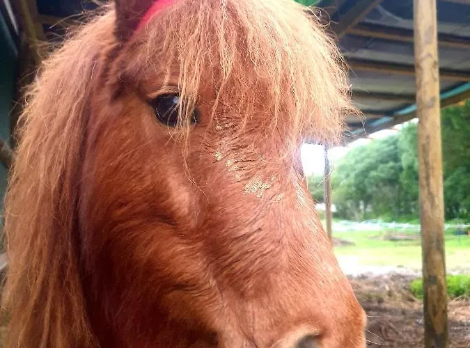 Sondela Self Catering Alpehytte